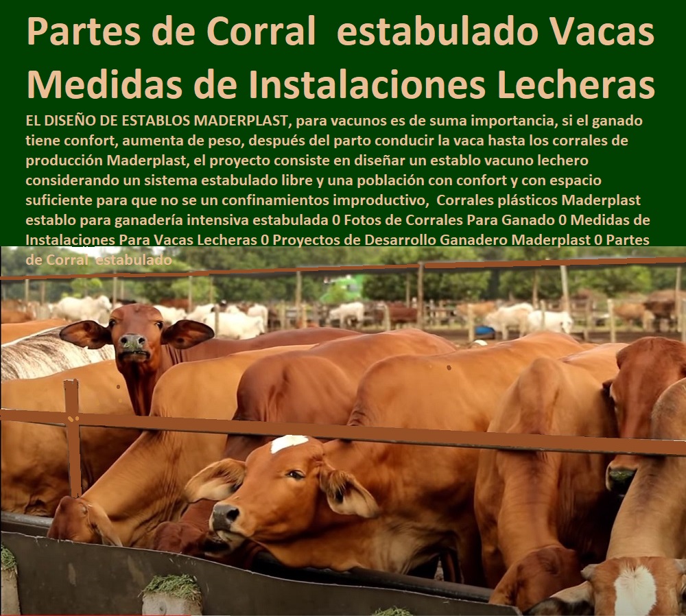 Corrales plásticos Maderplast establo para ganadería intensiva estabulada 0 Fotos de Corrales Para Ganado 0 Medidas de Instalaciones Para Vacas Lecheras 0 Ganaderías Tecnificadas, Explotación Ganadera Automatizada, Sistemas de Pastoreo, Estabulación de Ganado, Pastoreo Intensivo, Establos, Corrales, Saladeros, Comederos, Cerramientos, Postes, Proyectos de Desarrollo Ganadero Maderplast 0 Partes de Corral  estabulado Corrales plásticos Maderplast establo para ganadería intensiva estabulada 0 Fotos de Corrales Para Ganado 0 Medidas de Instalaciones Para Vacas Lecheras 0 Proyectos de Desarrollo Ganadero Maderplast 0 Partes de Corral  estabulado